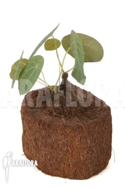 Stephania Nova -Green Haven Sales Store Stephania nova 5