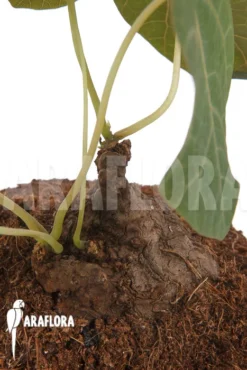 Stephania Nova -Green Haven Sales Store Stephania nova 6