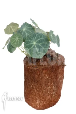 Stephania Nova L -Green Haven Sales Store Stephania nova L 4