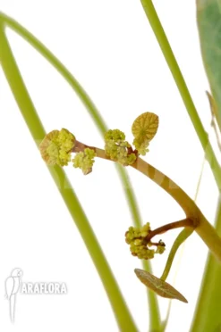 Stephania Nova L -Green Haven Sales Store Stephania nova L 5