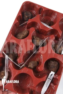 Stephania Nova Bulb -Green Haven Sales Store Stephania nova bulb 5