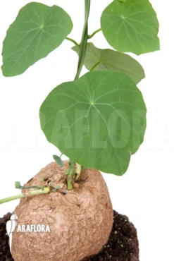 Stephania Venosa XXL Bulb