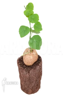 Stephania Venosa XXL Bulb -Green Haven Sales Store Stephania venosa XXL 2