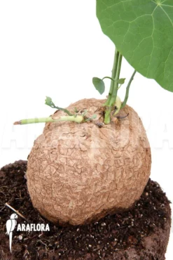 Stephania Venosa XXL Bulb -Green Haven Sales Store Stephania venosa XXL 3