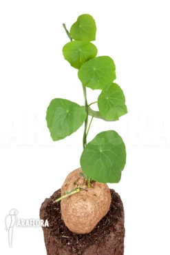 Stephania Venosa XXL Bulb -Green Haven Sales Store Stephania venosa XXL 4