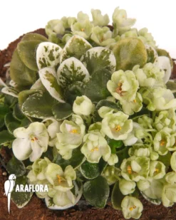 Streptocarpus 'Tiamat'