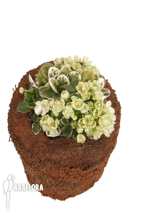 Streptocarpus 'Tiamat' 2 Streptocarpus 'Tiamat' - Image 2