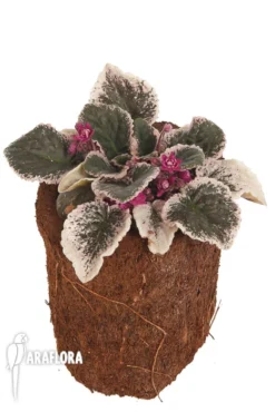 Streptocarpus Sect. Saintpaulia Hovariagata -Green Haven Sales Store Streptocarpus sect saintpaulia hovariagata 2