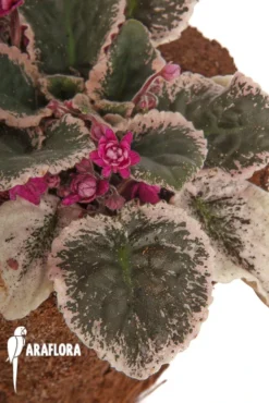 Streptocarpus Sect. Saintpaulia Hovariagata -Green Haven Sales Store Streptocarpus sect saintpaulia hovariagata 3