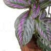 Strobilanthes Dyerianus