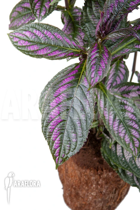Strobilanthes Dyerianus 1 Strobilanthes Dyerianus