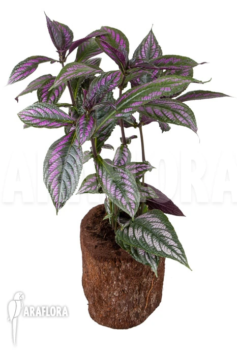 Strobilanthes Dyerianus 2 Strobilanthes Dyerianus - Image 2