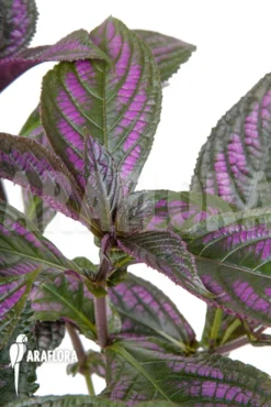 Strobilanthes Dyerianus 8 Strobilanthes Dyerianus -Green Haven Sales Store Strobilanthes dyerianus 3