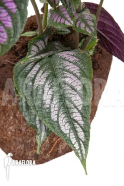 Strobilanthes Dyerianus 9 Strobilanthes Dyerianus -Green Haven Sales Store Strobilanthes dyerianus 4
