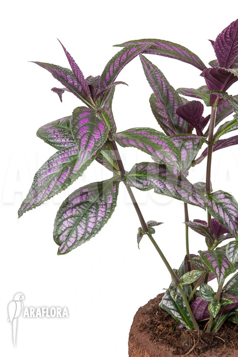 Strobilanthes Dyerianus 5 Strobilanthes Dyerianus - Image 5