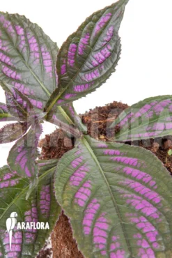 Strobilanthes Dyerianus 'Starter' -Green Haven Sales Store Strobilanthes dyerianus Starter 3