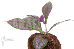 Strobilanthes Dyerianus 'Starter' -Green Haven Sales Store Strobilanthes dyerianus Starter 4