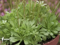 Triggerplant 'Stylidium Debile' -Green Haven Sales Store Stylidium debile 3