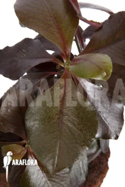 Synadenium Grantii 'rubra'