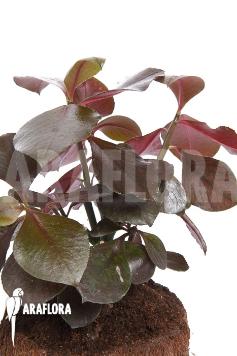 Synadenium Grantii 'rubra' 3 Synadenium Grantii 'rubra' - Image 3