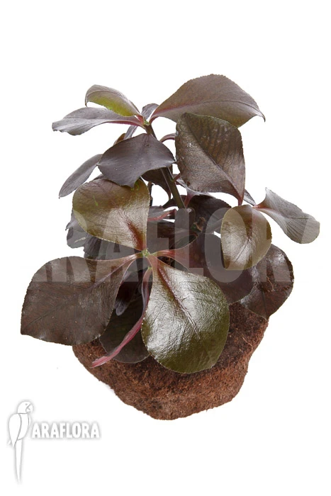 Synadenium Grantii 'rubra' 4 Synadenium Grantii 'rubra' - Image 4