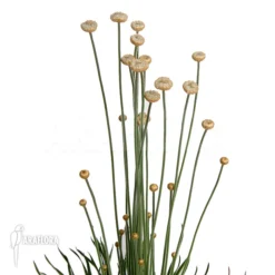 Syngonanthus Chrysanthus 'Mikado'