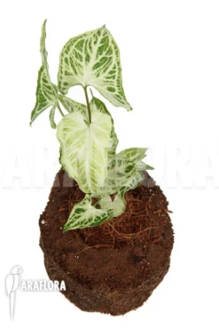 Syngonium 'Batik' -Green Haven Sales Store Syngonium Batik 3