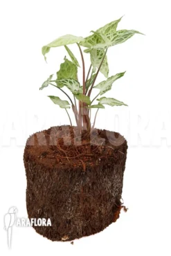 Syngonium 'Batik' -Green Haven Sales Store Syngonium Batik 4