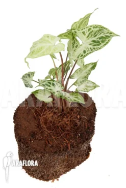 Syngonium 'Batik' -Green Haven Sales Store Syngonium Batik 6