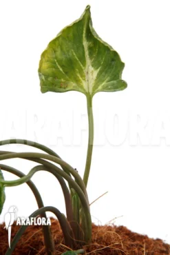 Syngonium 'Godzilla'