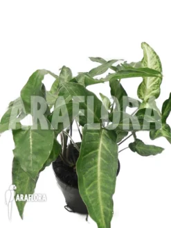 Syngonium Angustatum -Green Haven Sales Store Syngonium angustatum 3