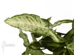 Syngonium Angustatum -Green Haven Sales Store Syngonium angustatum 4