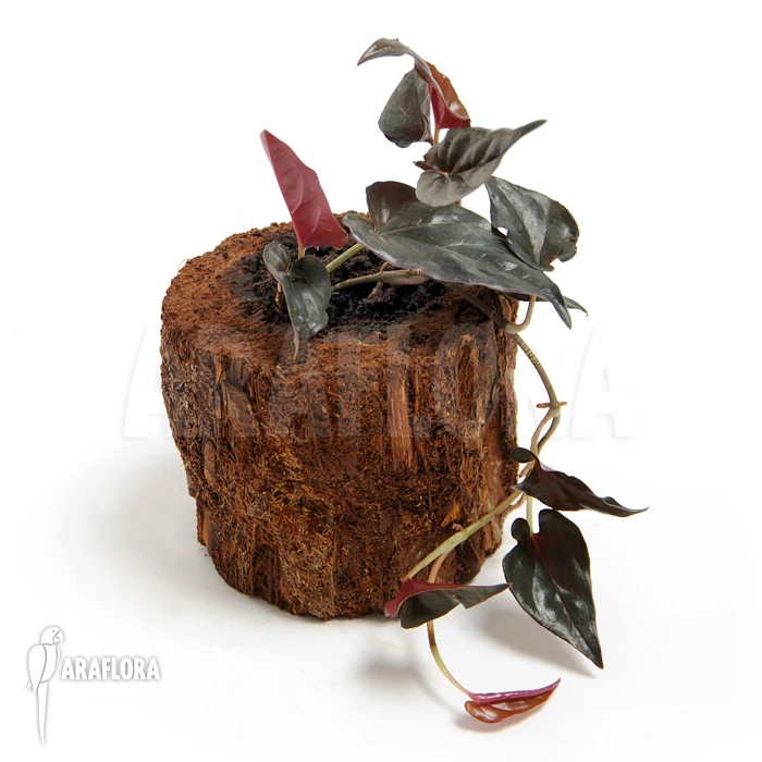 Syngonium Erythrophyllum 2 Syngonium Erythrophyllum - Image 2