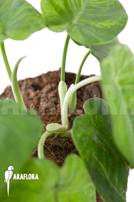 Syngonium Macrophyllum 2 Syngonium Macrophyllum - Image 2