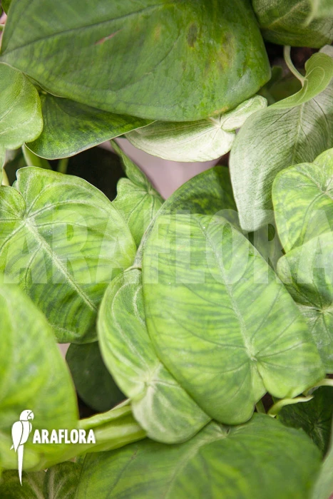 Syngonium Macrophyllum 4 Syngonium Macrophyllum - Image 4