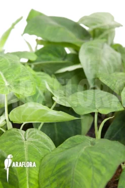 Syngonium Macrophyllum 9 Syngonium Macrophyllum -Green Haven Sales Store Syngonium macrophyllum 5