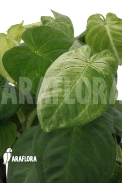 Syngonium Macrophyllum 'Frosted Heart'
