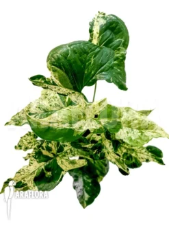 Syngonium 'mottled Mojito' -Green Haven Sales Store Syngonium mottled mojito 3