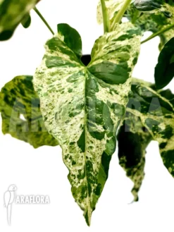 Syngonium 'mottled Mojito' -Green Haven Sales Store Syngonium mottled mojito 4