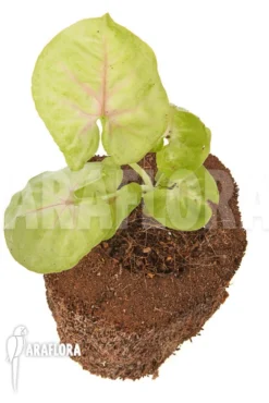 Syngonium Podophyllum 'Baru'