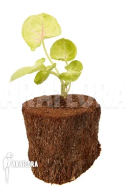 Syngonium Podophyllum 'Baru' -Green Haven Sales Store Syngonium podophyllum Baru 2