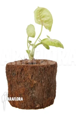 Syngonium Podophyllum 'Baru' -Green Haven Sales Store Syngonium podophyllum Baru 4