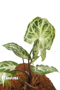 Syngonium Podophyllum 'Glo Go'