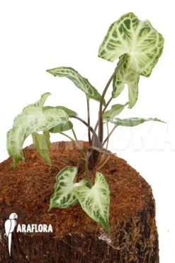 Syngonium Podophyllum 'Glo Go' -Green Haven Sales Store Syngonium podophyllum Glo go 3