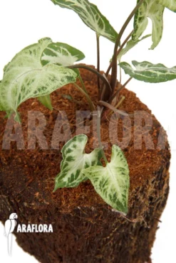 Syngonium Podophyllum 'Glo Go' -Green Haven Sales Store Syngonium podophyllum Glo go 4