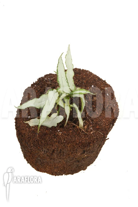 Syngonium Podophyllum 'Nguengi Laima' 2 Syngonium Podophyllum 'Nguengi Laima' - Image 2