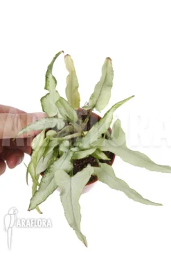 Syngonium Podophyllum 'Nguengi Laima' 7 Syngonium Podophyllum 'Nguengi Laima' -Green Haven Sales Store Syngonium podophyllum Nguengi Laima 4