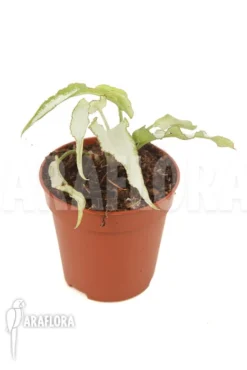 Syngonium Podophyllum 'Nguengi Laima' 'starter'