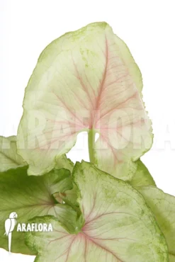 Syngonium Podophyllum 'Pink Line'