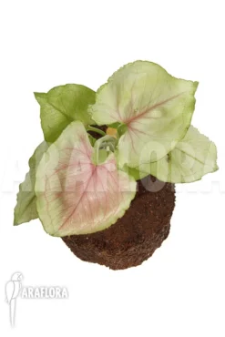 Syngonium Podophyllum 'Pink Line' -Green Haven Sales Store Syngonium podophyllum Pink Line 2